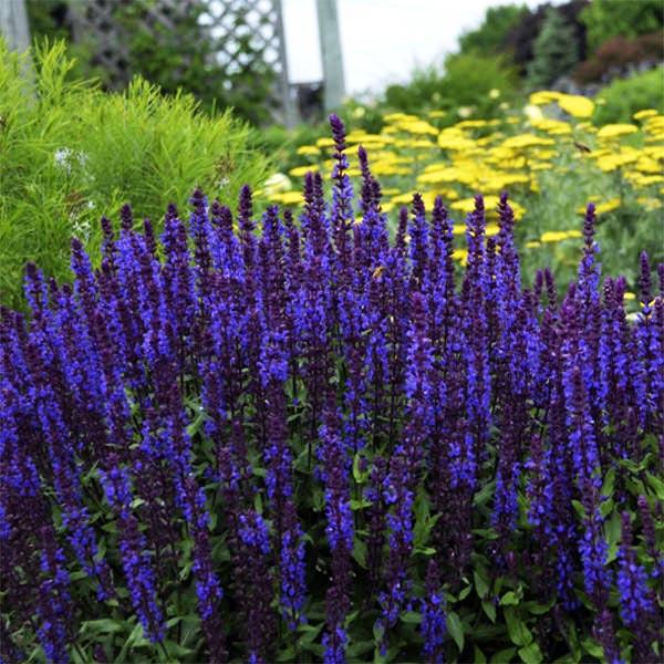 Шалфей Сальвия Нью Дименшен Роуз - описание сорта, характеристики, посадка и выращивание, отзывы Шалфей Сальвия Нью Дименшен Роуз - описание сорта характеристики посадка и выращивание отзывы